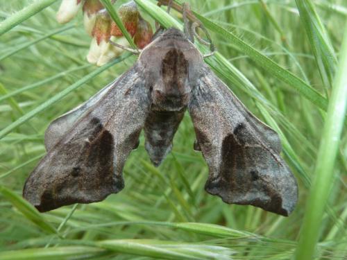 Réf. 229 544 : Smerinthus ocellata